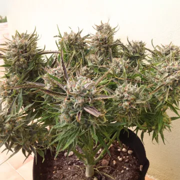 Auto Think Different – Dutch Passion – autoflowering