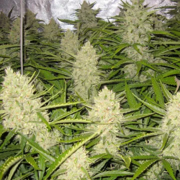 Auto Think Different – Dutch Passion – autoflowering