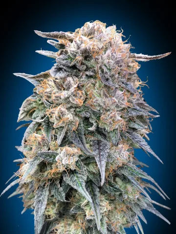 00 Kush Fast – 00 Seeds – feminized