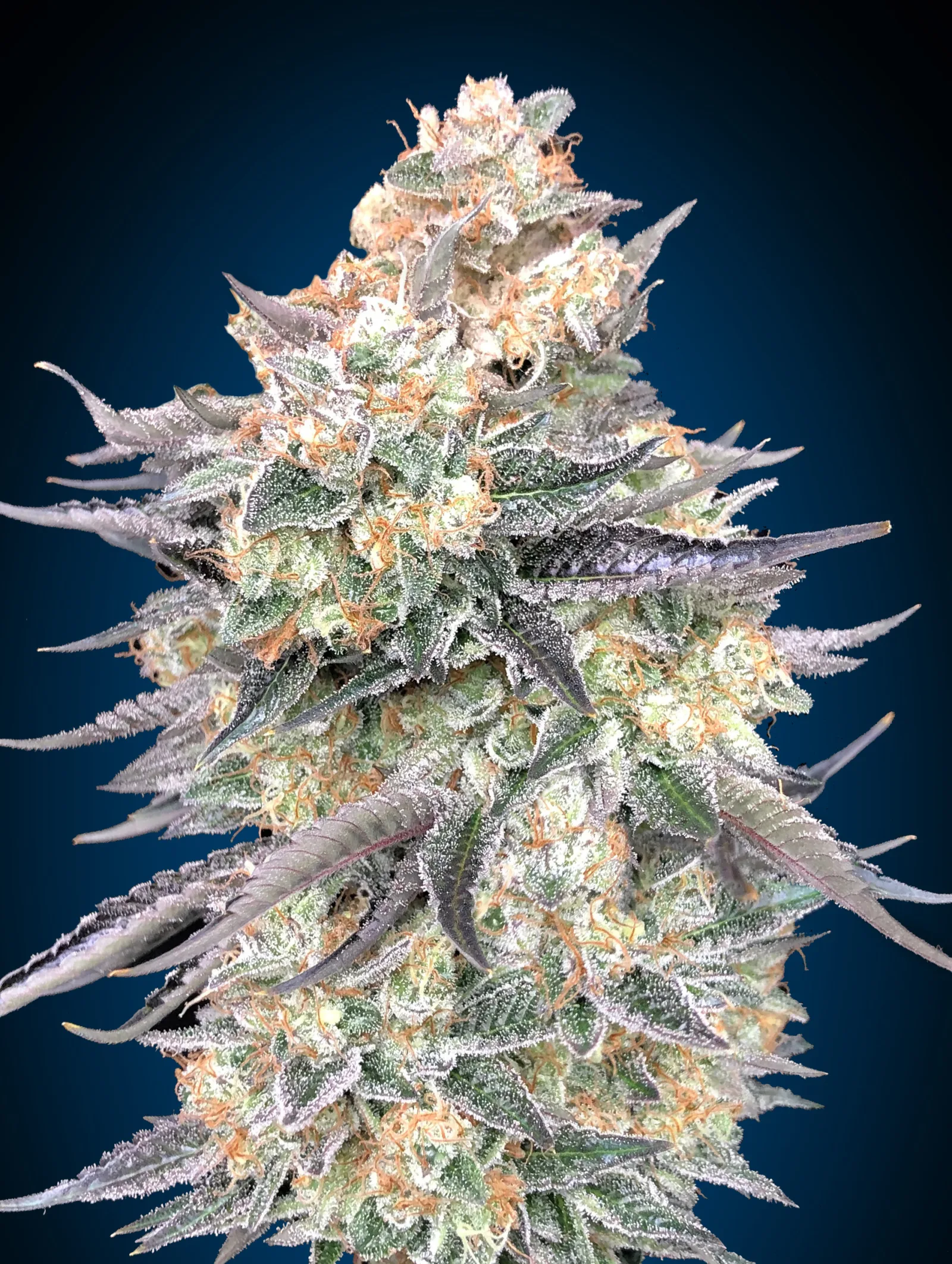 Blue Dream – 00 Seeds – feminized