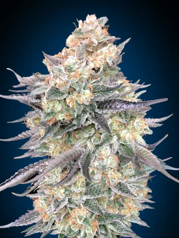 Blue Dream – 00 Seeds – feminized