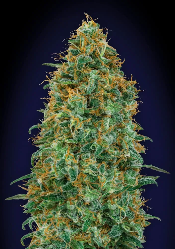 Blueberry – 00 Seeds – feminized