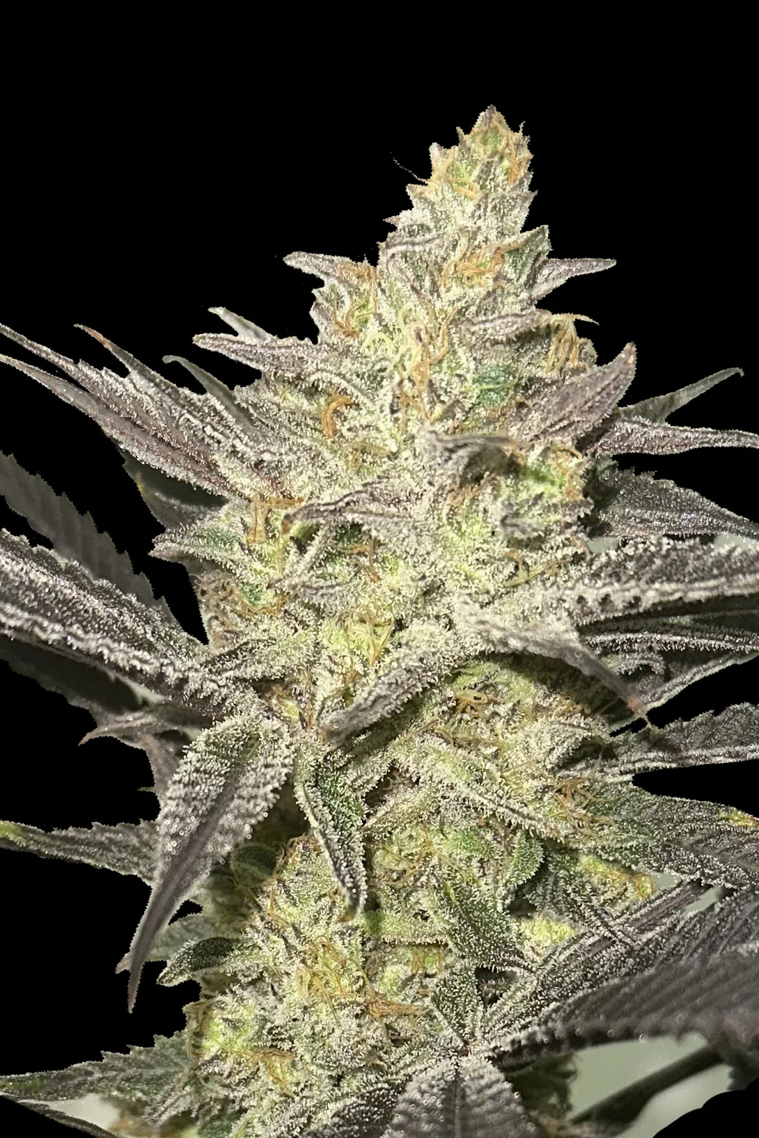 Rainbow Sherbet #11 Feminized – Advanced Seeds – feminized
