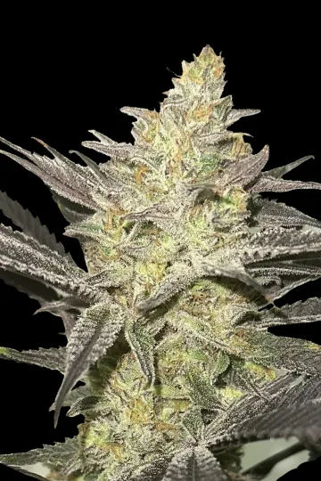 Rainbow Sherbet #11 Feminized – Advanced Seeds – feminized