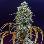 Strawberry Cough – Royal Queen Seeds – Feminized