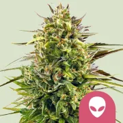 Alien OG – Royal Queen Seeds – Feminized