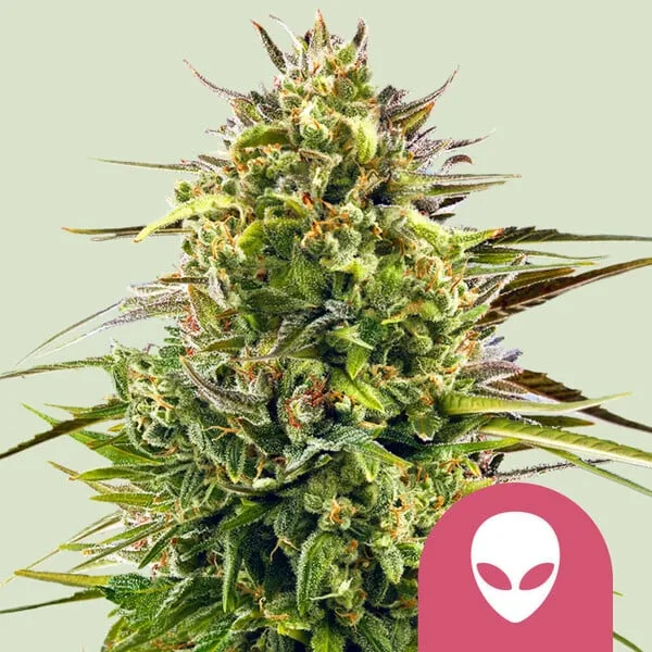 Alien OG – Royal Queen Seeds – Feminized