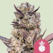 Tropicana Cookies Purple – Royal Queen Seeds – Feminized