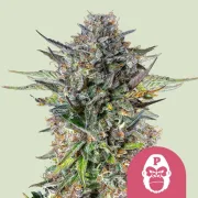 Pink Gorilla – Royal Queen Seeds – Feminized