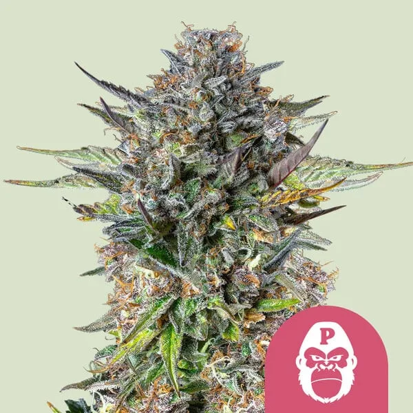 Pink Gorilla – Royal Queen Seeds – Feminized