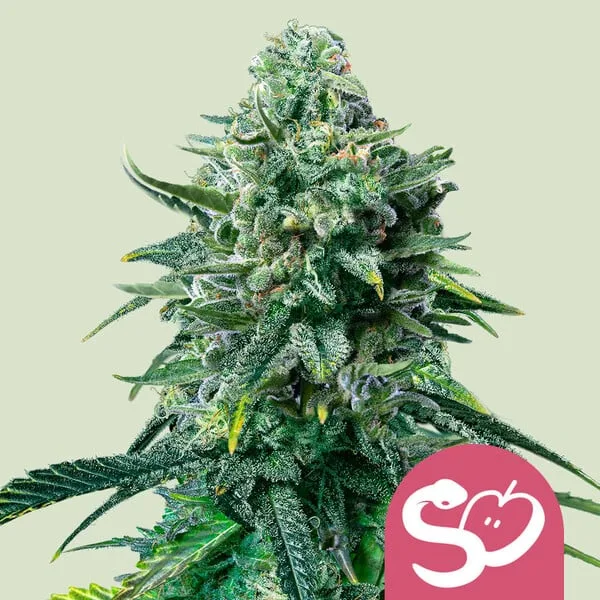 Forbidden Fruit – Royal Queen Seeds – Feminized