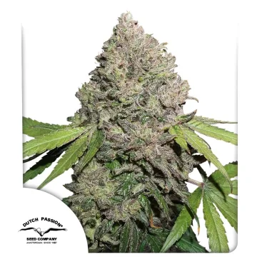 CBD Charlotte's Angel – Dutch Passion – feminized