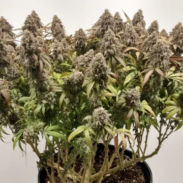 CBD Charlotte's Angel – Dutch Passion – feminized