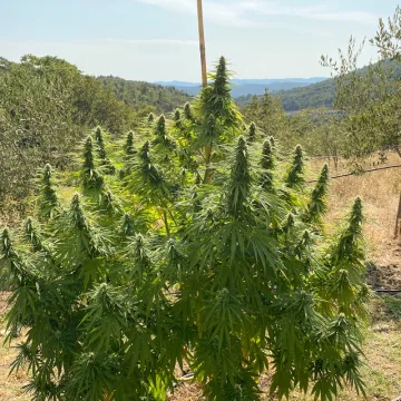 CBD Charlotte's Angel – Dutch Passion – feminized