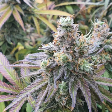CBD Charlotte's Angel – Dutch Passion – feminized