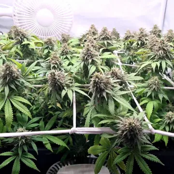 CBD Charlotte's Angel – Dutch Passion – feminized
