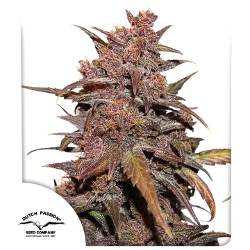 CBD Auto Blackberry Kush – Dutch Passion – autoflowering
