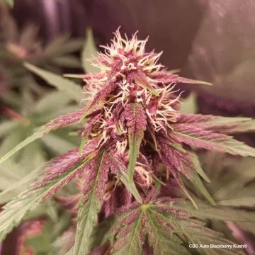 CBD Auto Blackberry Kush – Dutch Passion – autoflowering