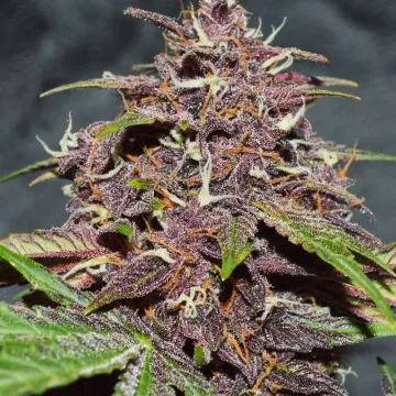 CBD Auto Blackberry Kush – Dutch Passion – autoflowering