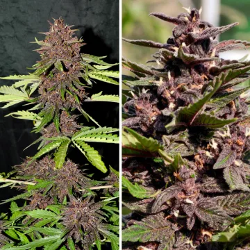 CBD Auto Blackberry Kush – Dutch Passion – autoflowering