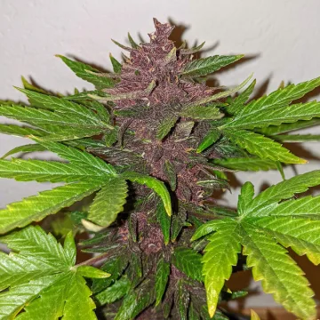 CBD Auto Blackberry Kush – Dutch Passion – autoflowering