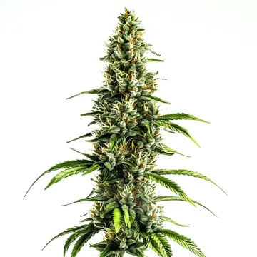 Chocolopez – BlimBurn Seeds – feminized
