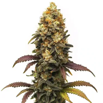 BC Diesel – BlimBurn Seeds – feminized