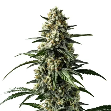 Mango – BlimBurn Seeds – feminized