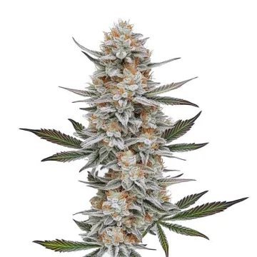 Chemdog #4 – BlimBurn Seeds – feminized