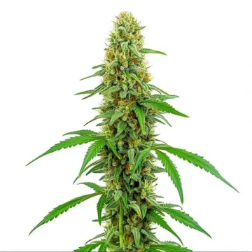 Green Crack – BlimBurn Seeds – feminized