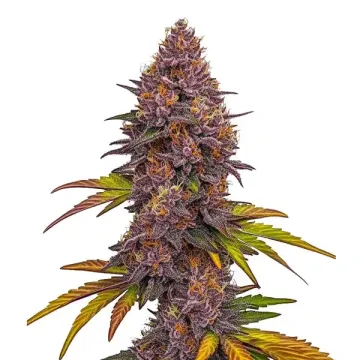 Grizzly Purple Auto – BlimBurn Seeds – autoflowering