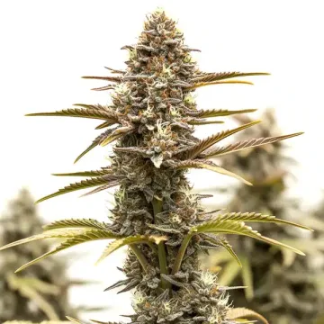 Grizzly Purple Kush – BlimBurn Seeds – feminized