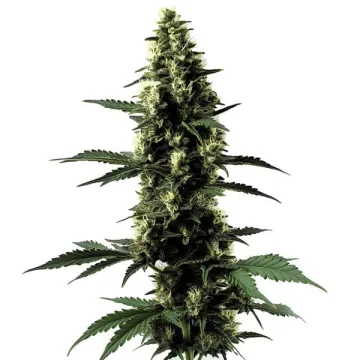 Silver Surfer Haze – BlimBurn Seeds – feminized