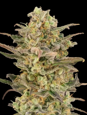 Somango Glue – Advanced Seeds – feminized