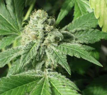 Black Jesus OG – Dr Underground – feminized