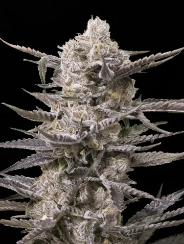 Watermelon OG – Advanced Seeds – feminized