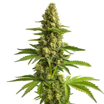 Bruce Banner 3 – BlimBurn Seeds – feminized