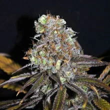 CBD Critical Mass – CBD Crew – feminized