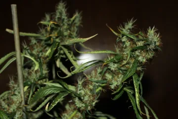 CBD Mango Haze – CBD Crew – feminized