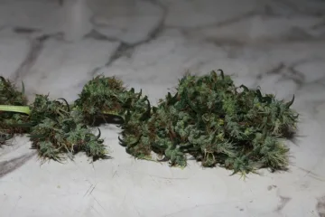 CBD Mango Haze – CBD Crew – feminized