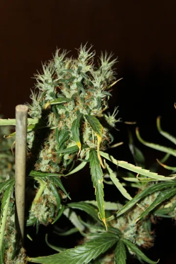 CBD Mango Haze – CBD Crew – feminized