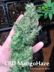 CBD Mango Haze – CBD Crew – Feminized