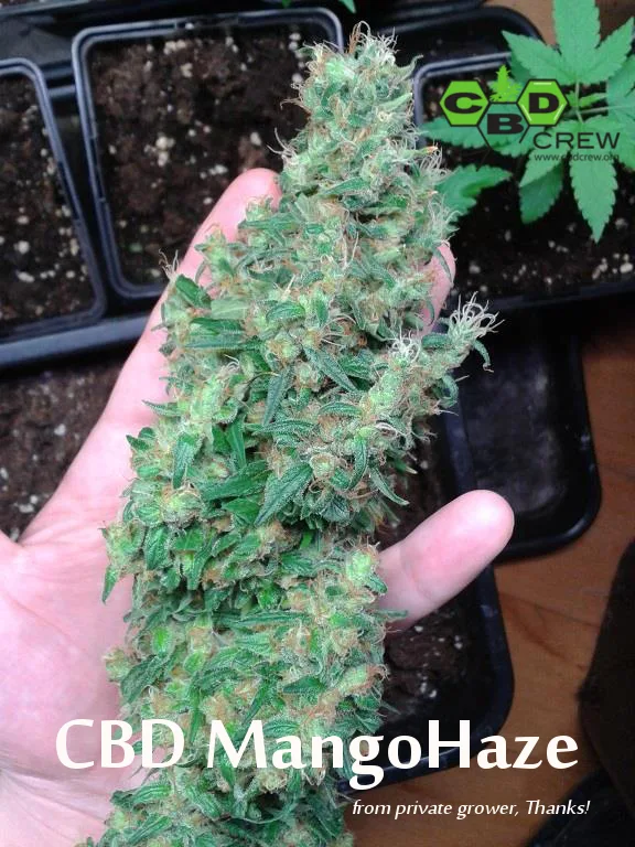 CBD Mango Haze – CBD Crew – Feminized
