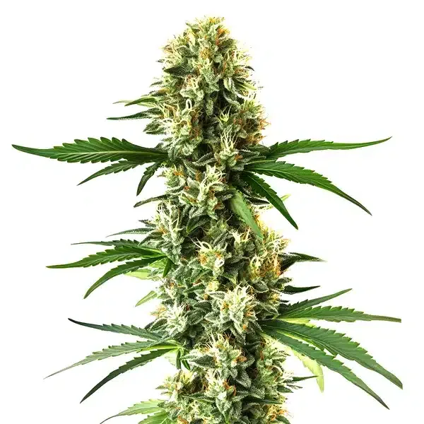 Nikki Swamis Lemon OG – BlimBurn Seeds – feminized