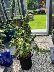 Rainbow Glue Auto – Auto Seeds – Autoflowering