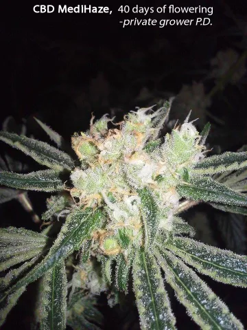CBD Medi Haze – CBD Crew – feminized