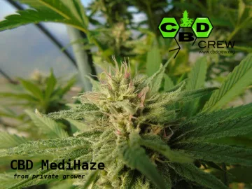 CBD Medi Haze – CBD Crew – feminized