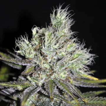 CBD Medi Haze – CBD Crew – feminized