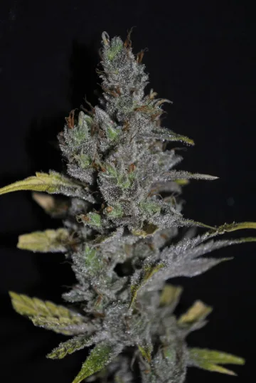 CBD Medi Haze – CBD Crew – feminized