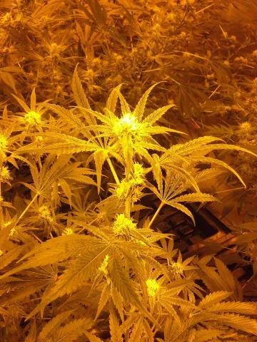 CBD Medi Haze – CBD Crew – feminized